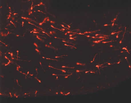 PKH26 Red Fluorescent Cell Linker Kit for General Cell Membrane Labeling Distributed for Phanos Technologies