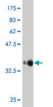 Monoclonal Anti-PCDHGC5 antibody produced in mouse clone 3A6, purified immunoglobulin, buffered aqueous solution