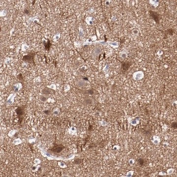 Anti-NRXN3 antibody produced in rabbit Prestige Antibodies&#174; Powered by Atlas Antibodies, affinity isolated antibody, buffered aqueous glycerol solution