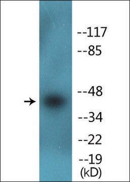 Anti-phospho-CDK9 (pThr186) antibody produced in rabbit affinity isolated antibody