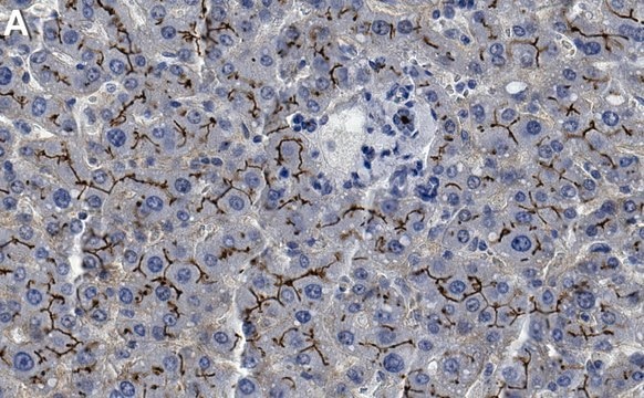 Anti-MRP2 Antibody, clone 1B2 ZooMAb&#174; Rabbit Monoclonal recombinant, expressed in HEK 293 cells