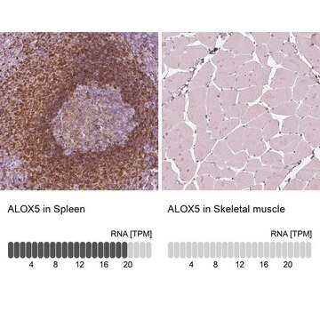 Anti-ALOX5 antibody produced in rabbit Prestige Antibodies&#174; Powered by Atlas Antibodies, affinity isolated antibody