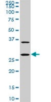 Monoclonal Anti-CITED1 antibody produced in mouse clone 6E12, purified immunoglobulin, buffered aqueous solution