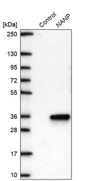 Anti-NANP antibody produced in rabbit Prestige Antibodies&#174; Powered by Atlas Antibodies, affinity isolated antibody, buffered aqueous glycerol solution