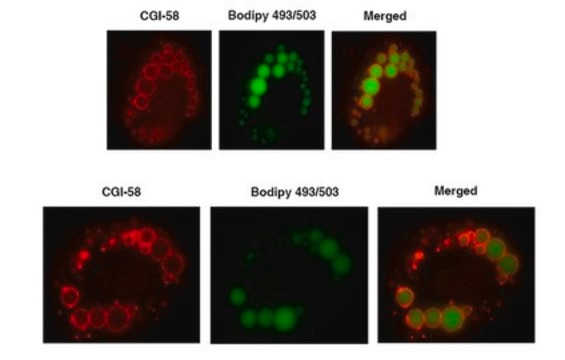 Anti-CGI-58 Antibody serum, from rabbit