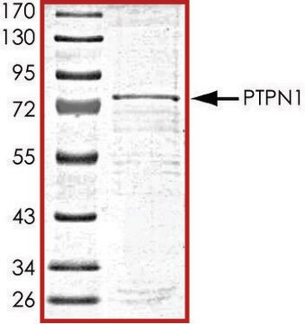 PTPN1, active, GST tagged human recombinant, expressed in baculovirus infected Sf9 cells, &#8805;70% (SDS-PAGE), buffered aqueous glycerol solution