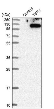 Anti-TSR1 antibody produced in rabbit Prestige Antibodies&#174; Powered by Atlas Antibodies, affinity isolated antibody, buffered aqueous glycerol solution