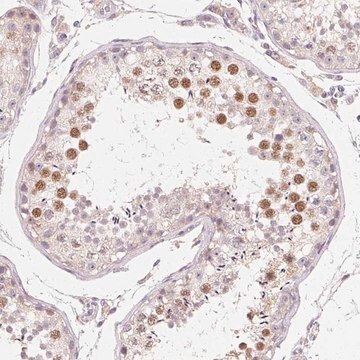 Anti-MYBL1 antibody produced in rabbit Prestige Antibodies&#174; Powered by Atlas Antibodies, affinity isolated antibody, buffered aqueous glycerol solution