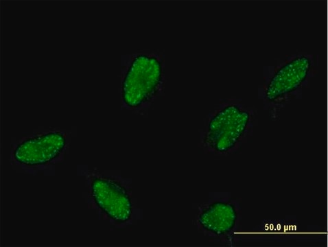 Monoclonal Anti-ASCL1, (C-terminal) antibody produced in mouse clone 2D9, purified immunoglobulin, buffered aqueous solution