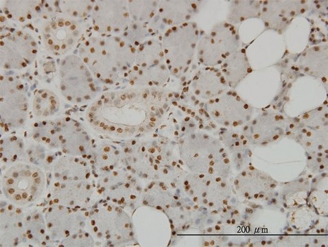 Monoclonal Anti-SPSB2 antibody produced in mouse clone 1E6, purified immunoglobulin, buffered aqueous solution