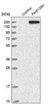 Anti-FAM129A antibody produced in rabbit Prestige Antibodies&#174; Powered by Atlas Antibodies, affinity isolated antibody, buffered aqueous glycerol solution, ab2