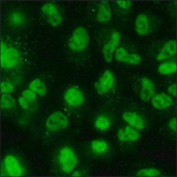 A549 Cells GFP-SMAD4