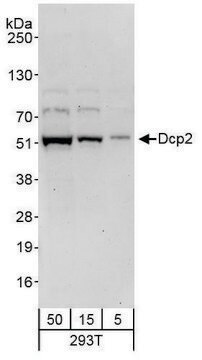 Rabbit anti-Dcp2 Antibody, Affinity Purified Powered by Bethyl Laboratories, Inc.