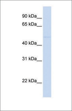 Anti-SIRPA antibody produced in rabbit affinity isolated antibody