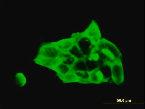 Monoclonal Anti-DSC3 antibody produced in mouse clone 4D2, purified immunoglobulin, buffered aqueous solution