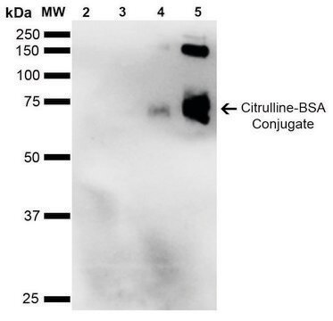 Monoclonal Anti-Citrulline-Biotin antibody produced in mouse clone 2D3.1