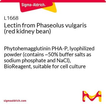 Lectin from Phaseolus vulgaris (red kidney bean) Phytohemagglutinin PHA-P, lyophilized powder (contains ~50% buffer salts as sodium phosphate and NaCl), BioReagent, suitable for cell culture