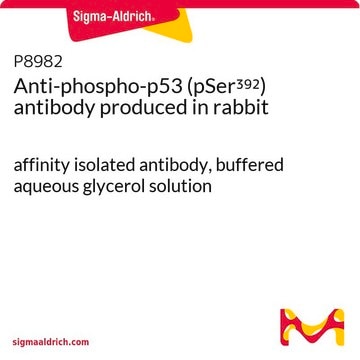 Anti-phospho-p53 (pSer392) antibody produced in rabbit affinity isolated antibody, buffered aqueous glycerol solution