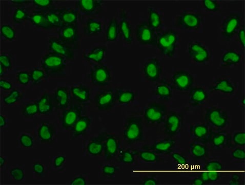 ANTI-SNAI2 antibody produced in mouse clone 4D11, purified immunoglobulin, buffered aqueous solution