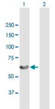 Anti-LSM14A antibody produced in mouse purified immunoglobulin, buffered aqueous solution