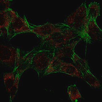 Anti-Ipaf (NLRC4) Antibody from rabbit, purified by affinity chromatography