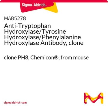 Anti-Tryptophan Hydroxylase/Tyrosine Hydroxylase/Phenylalanine Hydroxylase Antibody, clone PH8 clone PH8, Chemicon&#174;, from mouse