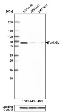 Anti-VANGL1 antibody produced in rabbit Prestige Antibodies&#174; Powered by Atlas Antibodies, affinity isolated antibody, buffered aqueous glycerol solution