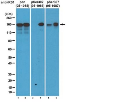 Anti-phospho-IRS1 (Ser307 mouse/ Ser312 human) Antibody, clone 24.6.2 clone 24.6.2, from mouse