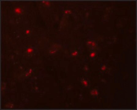 Anti-NALP6 antibody produced in rabbit affinity isolated antibody, buffered aqueous solution