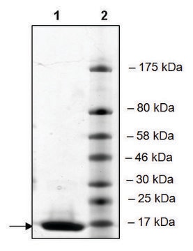 BRG1 (1480-1603) His tag human recombinant, expressed in E. coli, &#8805;90% (SDS-PAGE)