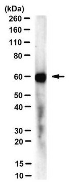 Anti-DUX4 Antibody, clone P4H2 clone P4H2, from mouse