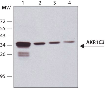 Anti-AKR1C3 antibody, Mouse monoclonal clone NP6.G6.A6, purified from hybridoma cell culture