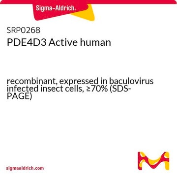 PDE4D3 Active human recombinant, expressed in baculovirus infected insect cells, &#8805;70% (SDS-PAGE)