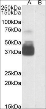 Anti-P2RX7 (N-terminal) antibody produced in goat affinity isolated antibody, buffered aqueous solution