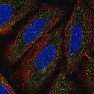 Anti-TTPAL antibody produced in rabbit Prestige Antibodies&#174; Powered by Atlas Antibodies, affinity isolated antibody