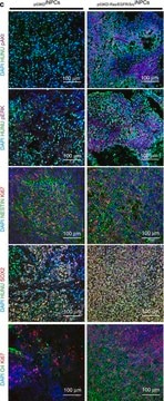 Anti-O4 Antibody, clone 81 clone 81 (mAB O4), Chemicon&#174;, from mouse