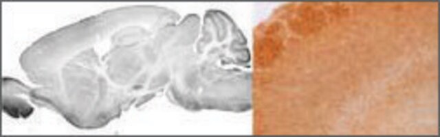 Anti-GABRA3 (AB1) antibody produced in rabbit IgG fraction of antiserum