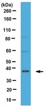 Anti-CAVIN-3/PRKCDBP Antibody serum, from rabbit