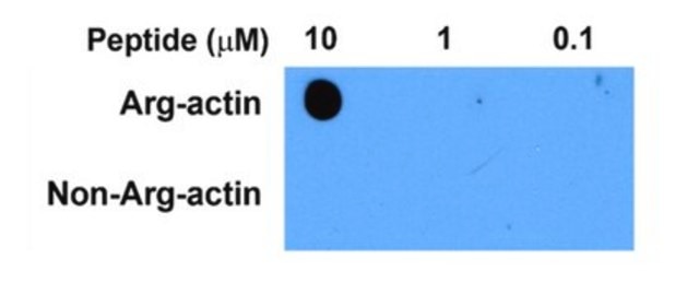 Anti-beta Actin Antibody, arginylated (N-terminal) from rabbit, purified by affinity chromatography