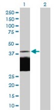 Anti-DLK1 antibody produced in rabbit purified immunoglobulin, buffered aqueous solution