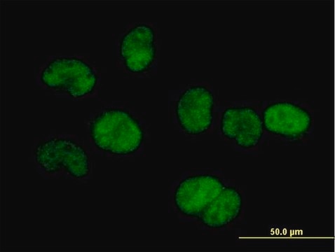 Anti-TSEN34 antibody produced in mouse IgG fraction of antiserum, buffered aqueous solution