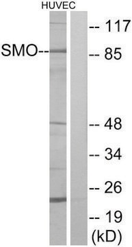 Anti-SMO antibody produced in rabbit affinity isolated antibody