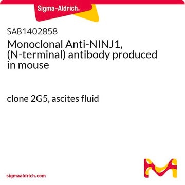 Monoclonal Anti-NINJ1, (N-terminal) antibody produced in mouse clone 2G5, ascites fluid