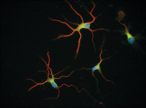 Anti-&#946;-Tubulin Isotype III antibody, Mouse monoclonal clone SDL.3D10, purified from hybridoma cell culture