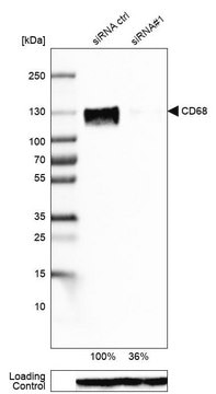 Monoclonal Anti-CD68 antibody produced in mouse Prestige Antibodies&#174; Powered by Atlas Antibodies, clone CL1346, purified immunoglobulin, buffered aqueous glycerol solution