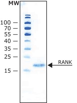 RANK Ligand from mouse &#8805;98% (SDS-PAGE), recombinant, expressed in E. coli, lyophilized powder, suitable for cell culture