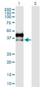 Anti-AREG antibody produced in rabbit purified immunoglobulin, buffered aqueous solution