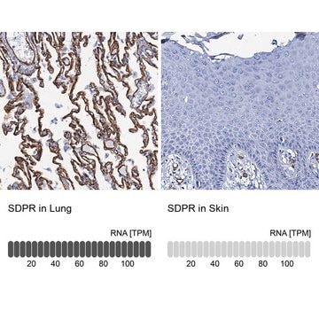 Anti-SDPR antibody produced in rabbit Prestige Antibodies&#174; Powered by Atlas Antibodies, affinity isolated antibody, buffered aqueous glycerol solution