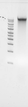 Fungal DNA standard from Rhizoctonia solani Suitable for PCR, sequencing and NGS, 10&#160;ng/&#956;L