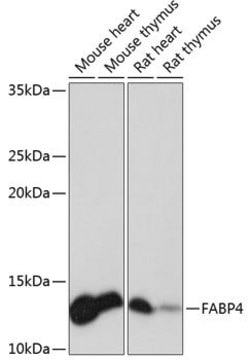 Anti-FABP4 antibody produced in rabbit